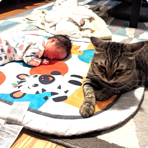 Cat with baby